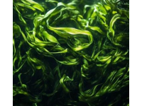 關(guān)于海帶你可能不知道的七件事(關(guān)于海帶你可能不知道的三個知識)
