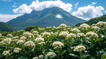 鐵山坪森林公園：木繡球花開盛景