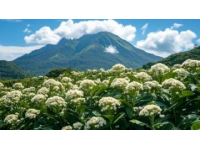鐵山坪森林公園：木繡球花開盛景