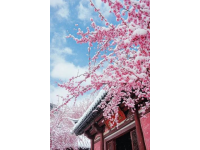 昆明春天美好季節(jié)！3月-6月打卡地美食推薦