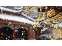 雅丹梨花盛開：春日里的雪景詩篇，純凈而浪漫的世外桃源