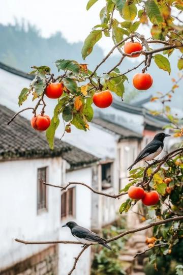 商洛柿餅饃:秦嶺深處的傳統(tǒng)美味與文化智慧