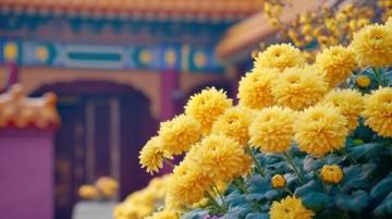 國內(nèi)賞花好去處春季必打卡的十大旅游城市