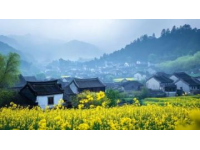 羅平不止油菜花：梯田馬拉松，深度游尋文化魅力