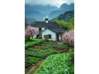 湖南新化：春季12種常見(jiàn)野菜大揭秘