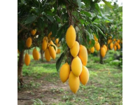 閬中盛開：飛鳳枇杷康養(yǎng)美食節(jié)開幕，萬畝大五星枇杷甜蜜迎賓