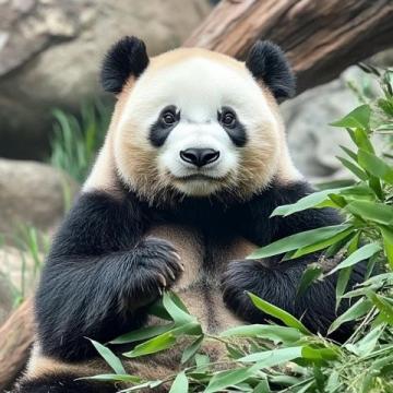 莎莎一句玩笑話，深圳人卻當(dāng)真了？