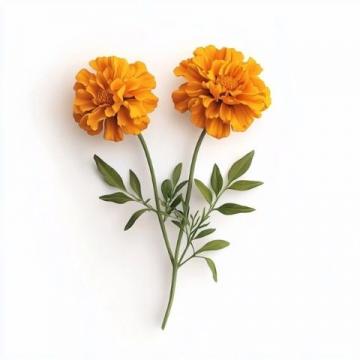 你愛吃什么花菜？緊花還是散花？