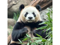 莎莎一句玩笑話，深圳人卻當(dāng)真了？