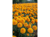 你愛吃什么花菜？緊花還是散花？
