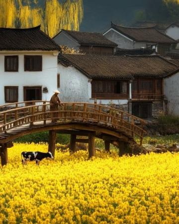 清明時節(jié)，細(xì)雨綿綿，萬物復(fù)蘇,田野間果園里，路邊長了許多的鼠曲草