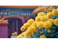 城市里的鮮花盛開，體驗一把云南人愛吃的“食花”習俗