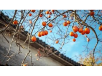 江西清明果：傳統(tǒng)美食與春季祭祀文化的象征
