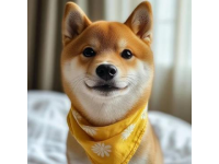 比熊犬的優(yōu)點有哪些？