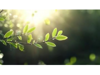 春鮮，邂逅舌尖上的盎然春意