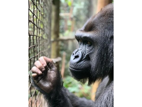 倚天三大神獸一文中的靈猿、血蛙和白猿,能讓你瞬間明白武俠世界里的高手們都在爭奪的"九陽真經(jīng)"究竟是什么。