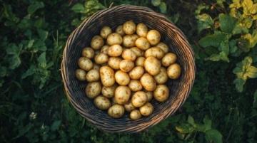 馬鈴薯的變身之旅：舌尖上的鄉(xiāng)愁與美食探索