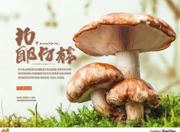 夏日尋味楚雄：探秘山菌美食與彝人古鎮(zhèn)風(fēng)情之旅