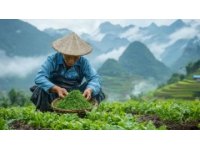 三月采艾草做艾糍正當(dāng)時(shí)，玉林鄉(xiāng)村美味攻略