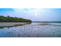 東臺(tái)潮汐森林美景如畫，鳥語海浪共舞