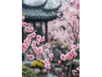 快來抄作業(yè)啦~鳳凰溝櫻花季純享攻略出爐啦～