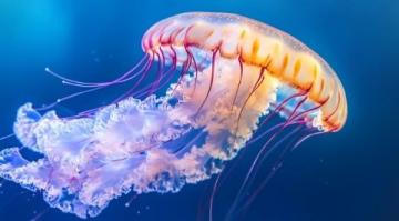 生物的多種形態(tài)海洋生物小知識(shí)古生物趣談在動(dòng)物的奇妙世界中