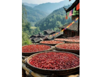 花椒豐收背后的憂愁：魯西南椒農(nóng)面臨市場(chǎng)困境