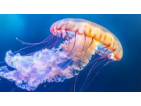 生物的多種形態(tài)海洋生物小知識古生物趣談在動物的奇妙世界中