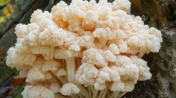 云南高原上的云端奇珍：一場舌尖上的菌子盛宴