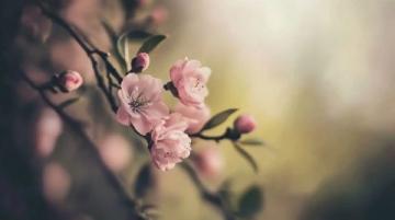 春季養(yǎng)生知識(shí)點(diǎn)(五大養(yǎng)生注意事項(xiàng))