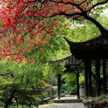 春光明媚，陽光溫柔，成都三圣鄉(xiāng)的江家藝苑如夢似幻
