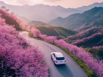 探尋國內(nèi)櫻花盛宴：精選賞櫻路線推薦盤點(diǎn)
