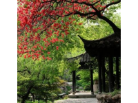 春光明媚，陽光溫柔，成都三圣鄉(xiāng)的江家藝苑如夢似幻