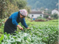 農(nóng)民日報"稱贊：路橋區(qū)的創(chuàng)新精神與發(fā)展實力