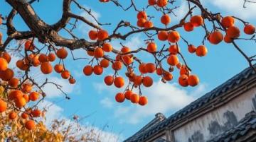 來廣西桂林東漓古村，感受新春美景與美好