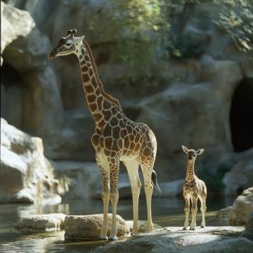 金剛大猩猩的神奇手語(yǔ)互動(dòng)：動(dòng)物園里的感人瞬間