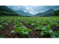 連續(xù)下雨天，好不容易等到天晴，趕緊去地里挖紅薯，沒(méi)想到產(chǎn)量很喜人
