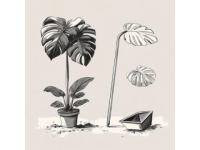 一些有趣植物的小知識(shí)，先收藏起來(lái)