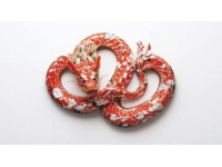 重溫傳統(tǒng)：春節(jié)學(xué)習(xí)制作特色蛇年美食的五種特別體驗(yàn)
