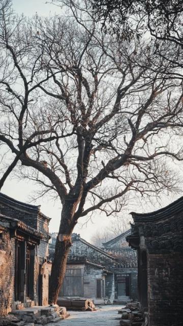 黃河故道上的古桑樹(shù)林春節(jié)游記