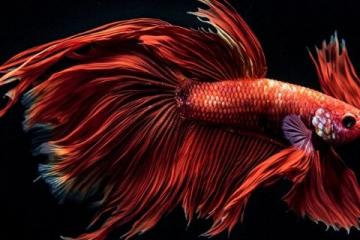石家莊金毛獅王魚(yú)出售批發(fā)零售認(rèn)準(zhǔn)誠(chéng)信商家