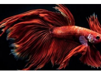 石家莊金毛獅王魚出售批發(fā)零售認(rèn)準(zhǔn)誠信商家