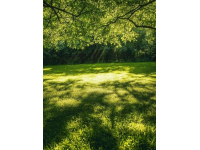 在植樹(shù)節(jié)這天過(guò)生日，給自己一點(diǎn)儀式感，簡(jiǎn)單而美好