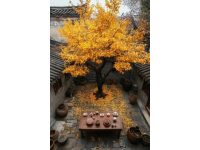 秋日盛景：海洋鄉(xiāng)銀杏邂逅東漓古村粵式美食之旅