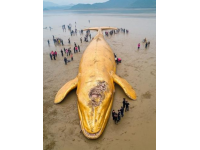 四川內(nèi)江野河釣魚(yú)意外昏迷：緊急救援警示釣魚(yú)安全