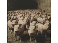 豬肉不香的真實原因與飼料無關？農科院李文娟教授親自證實