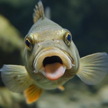 大眼鯛也叫大眼雞魚(yú)(大眼魚(yú)美食)