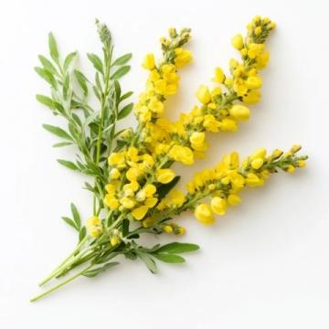 春天的美味：槐花的季節(jié)之約