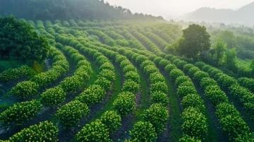 揭秘中國十大著名板栗產(chǎn)區(qū)：口感豐富、風(fēng)味獨特的美味之旅
