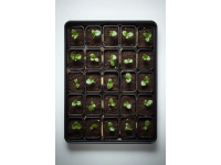 你知道這能食用的植物幼苗嗎？